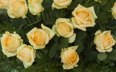 Yellow roses, Royal princess species.