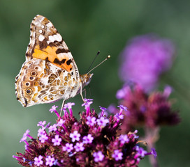 Distelfalter auf Sternblume, Graffiti Violett, (Pentas lanceolata) - Painted Lady on Pentas lanceolata
