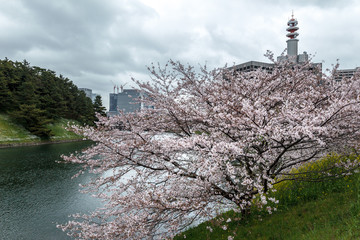 皇居お堀の桜とビジネス街