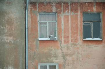 Fototapeta na wymiar the owl sits on the windowsill