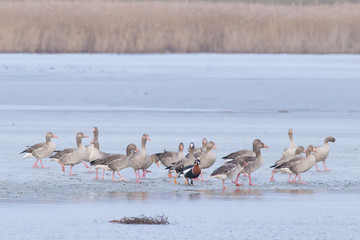 Red Breasted, Greylag and White-fronted Geese in Winter