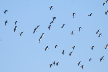 Red Breasted Goose