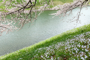 しだれ桜と皇居お堀　springJapan