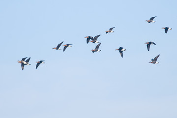 Fototapeta premium Red Breasted Goose