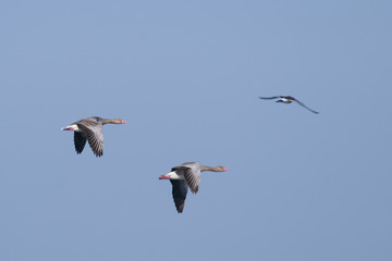Obraz premium Greylag Geese in flight
