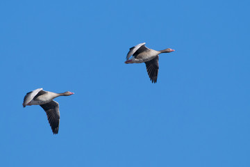 Fototapeta na wymiar Greylag Goose in flight
