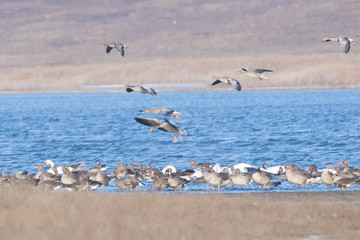 Greylag Goose