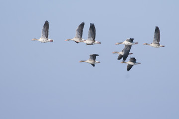 Greylag geese