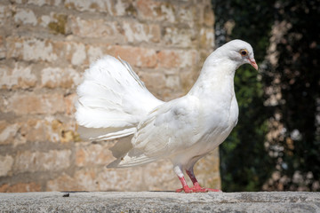 weiße Taube auf einer Mauer