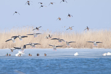 Greylag geese and Mallard Ducks