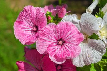 Close up of pink and white delicate lavatera. 