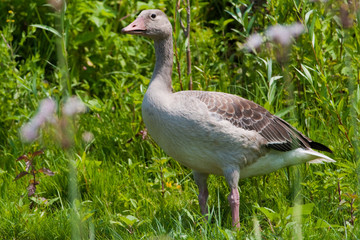 Obraz premium Greylag Goose in Danube Delta