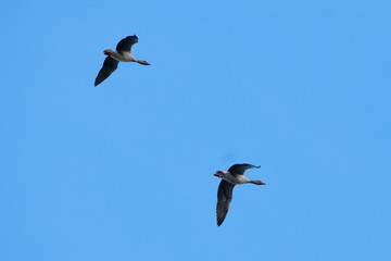 Fototapeta na wymiar White Fronted Geese Pair in flight