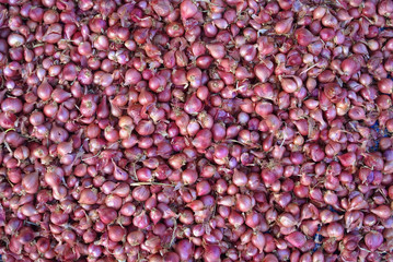 onion texture background