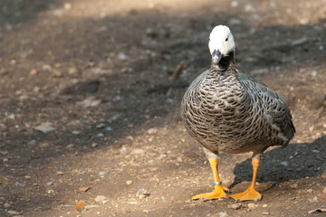 Upland or Magellan Goose