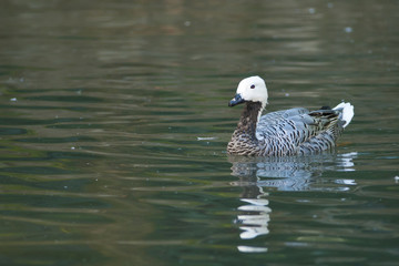 Upland or Magellan Goose male