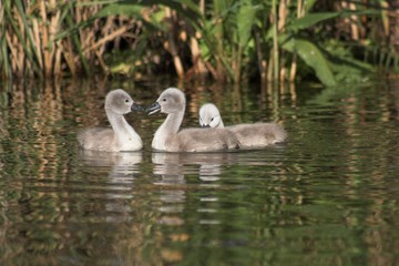 Mute Swan in Danube Delta