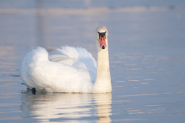 Naklejka premium Mute Swan