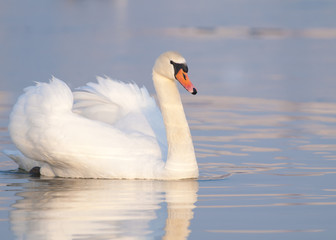 Fototapeta na wymiar Mute Swan