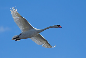 Mute Swan in Danube Delta