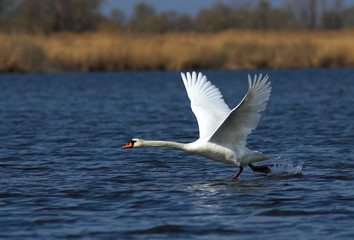 Fototapeta na wymiar Mute Swan in Danube Delta