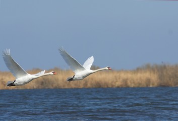 Mute Swan in Danube Delta