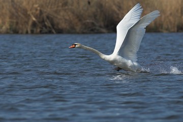 Mute Swan in Danube Delta