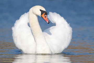 Obraz premium Mute Swan