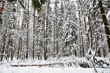 Beautiful winter forest after the fallen snow.