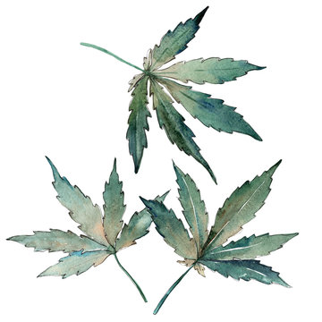 Cannabis leaves in a watercolor style isolated. Aquarelle wild leaf for background, texture, wrapper pattern, frame or border.