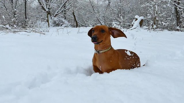 The dog runs through the deep snow in the winter. Red Dachshund walks with the owner and enjoys the white snow. Hunting dog in the forest
