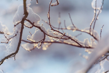Frozen tree