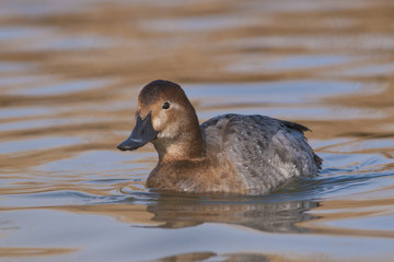 Pochard female