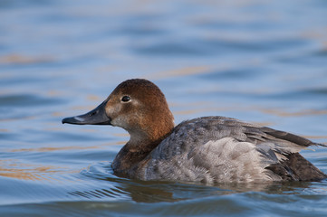 Pochard female