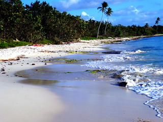 tropical beach with palms at caribian sea like paradise background, dominican republic