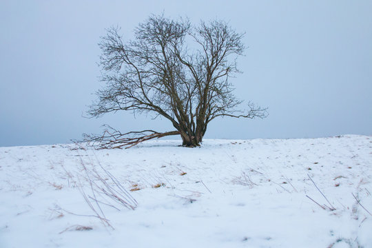 Snow landscape with a bony tree