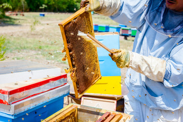 Beekeeper is using bristle to get rid of bees