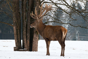 Naklejka na ściany i meble Deer with big antlers in winter