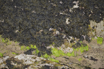 Seaweed