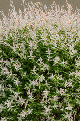 Harlekin-Weide an einem Wohnhaus