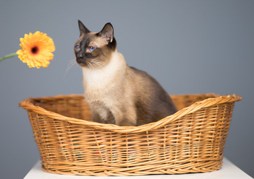 Siamkatze riecht an einer gelben Gerbera