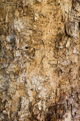 Old Wood Tree in nature Texture Background Pattern