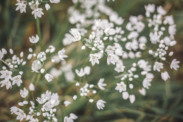 White small wildflowers in soft focus, beautiful floral spring background and texture, with bokeh and blur