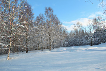 Forest and meadow on a cold and sunny winter day.
