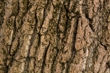 Old Wood Tree in nature Texture Background Pattern