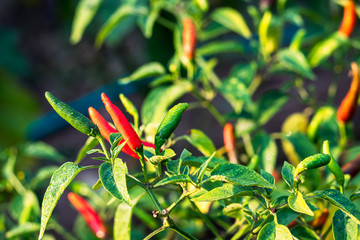 red and green paprika in garden in morning