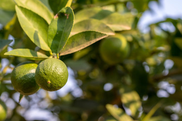 lemon in my garden in morning