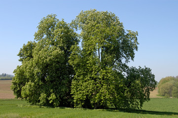 Blühende Kastanienbäume