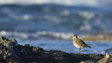European Golden Plover (Pluvialis apricaria), Greece