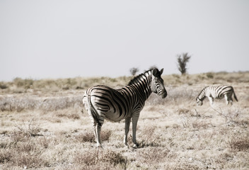 Fototapeta na wymiar Wilde Zebras in der Savanne von Namibia Süd Afrika